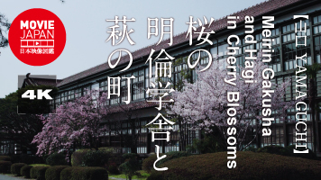 山口　桜の明倫学舎と萩の町