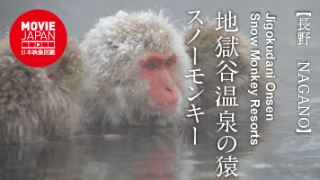 長野　志賀高原　地獄谷温泉の猿　スノーモンキー
