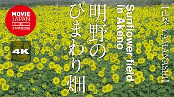 山梨　明野のひまわり畑