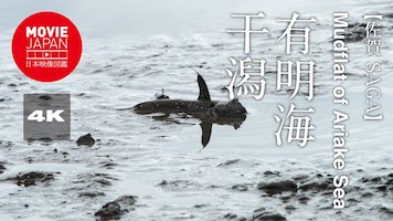 佐賀　有明海　干潟