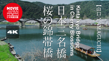 山口　岩国　日本三名橋　桜の錦帯橋