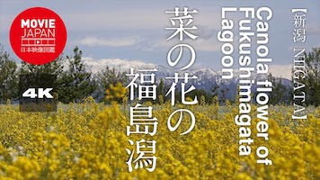 新潟　菜の花の福島潟