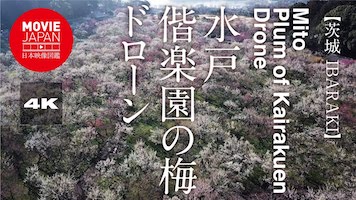 茨城　水戸　偕楽園の梅　ドローン