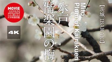 茨城　水戸　偕楽園の梅