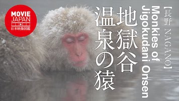 地獄谷野猿公苑