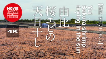 静岡　由比　桜エビの天日干し