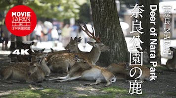 世界遺産　春日山原始林　奈良公園の鹿
