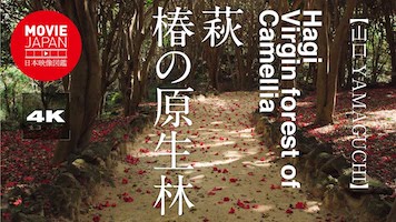 山口　萩　椿の原生林