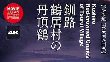 北海道　釧路　鶴居村の丹頂鶴