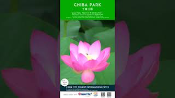 千葉市デジタルサイネージ映像<br>HERE YOU CHIBA! Vol.2