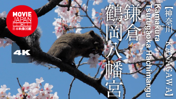 神奈川　鎌倉　鶴岡八幡宮