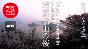 香川　紫雲出山の桜