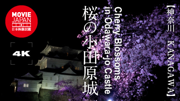 神奈川　桜の小田原城