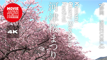 静岡　伊豆　河津桜まつり
