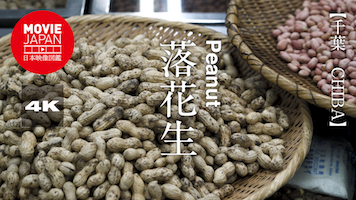 千葉　落花生