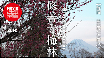 静岡　伊豆　修善寺梅林