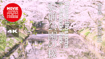 青森　日本三大桜名所　弘前公園の桜