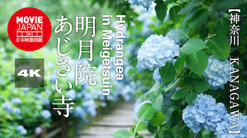 鎌倉　明月院　あじさい寺