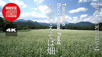福島　会津　たかつえそば畑