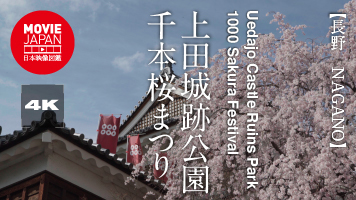 長野　上田城跡公園千本桜まつり