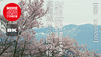長野　日本三大桜名所　高遠城址公園の桜
