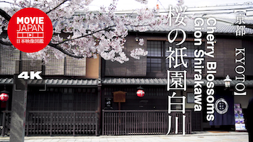 京都　桜の祇園白川