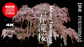 福島　日本三大桜　三春滝桜