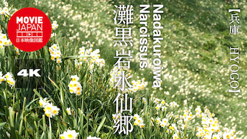 兵庫　灘黒岩水仙郷