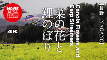 長野　菜の花と鯉のぼり