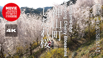 徳島　神山町しだれ桜