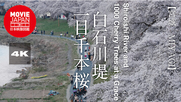 宮城　白石川堤一目千本桜