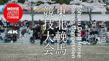 宮城　東北輓馬競技大会