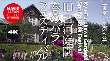 東京　旧古河庭園　春のバラフェスティバル