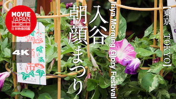 東京　上野　入谷朝顔まつり