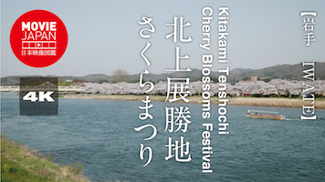 岩手　北上展勝地 さくらまつり
