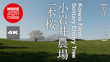 岩手 小岩井農場　一本桜