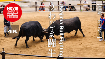 愛媛　うわじま闘牛