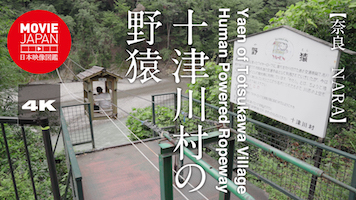 奈良　十津川村の野猿