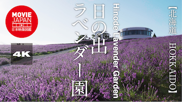 北海道　 富良野　日の出ラベンダー園