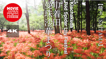 埼玉　巾着田曼珠沙華まつり