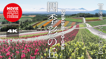 北海道　美瑛　四季彩の丘