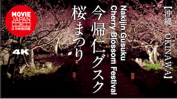 沖縄　世界遺産　今帰仁グスク桜まつり