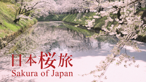 日本桜旅
