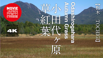 栃木　奥日光　小田代ヶ原　草紅葉