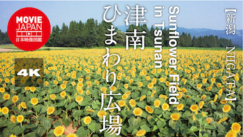 新潟　津南ひまわり広場