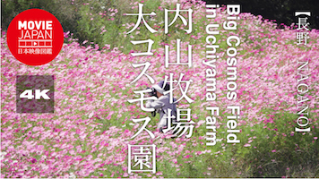 長野　内山牧場　大コスモス園