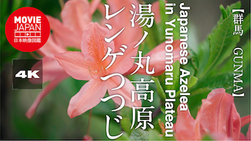 群馬　嬬恋村　湯ノ丸高原のレンゲつつじ