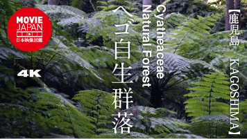 鹿児島　種子島　ヘゴ自生群落