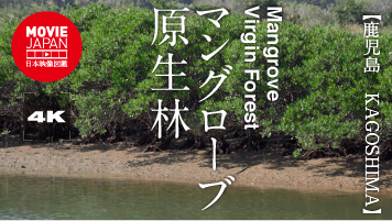 鹿児島　種子島　マングローブ原生林