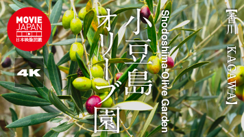 香川　小豆島オリーブ園